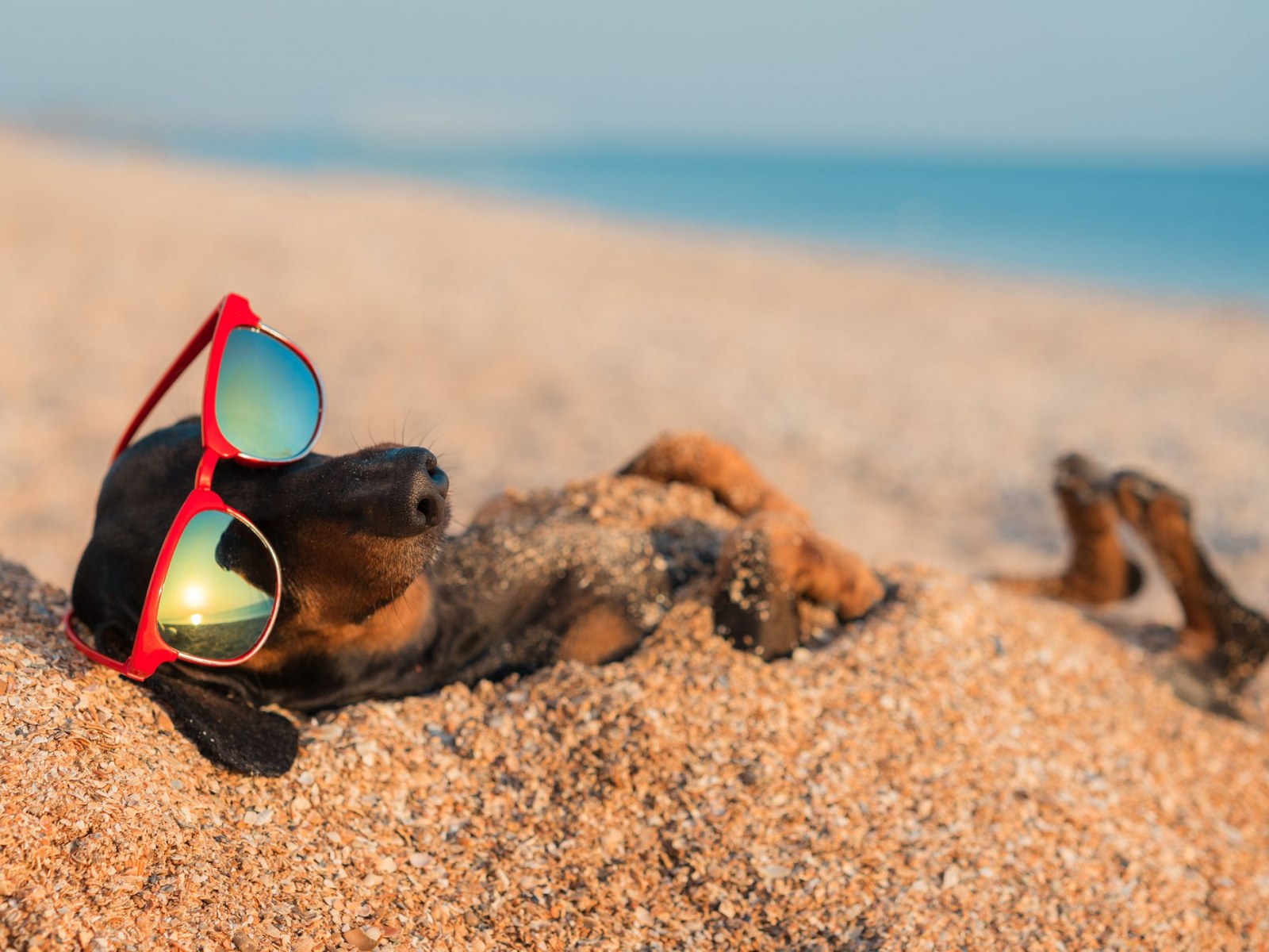 mascotas en la playa